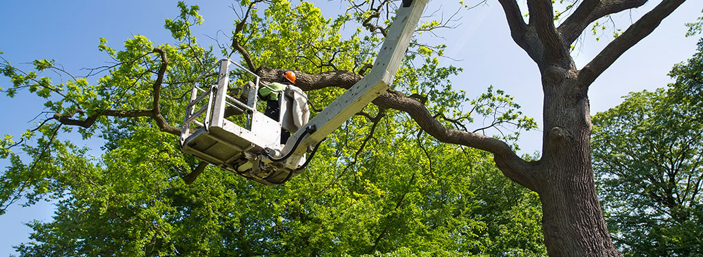 Tree Care Land Clearing Storm Cleanup Services Pendleton Learn More About Twin Oaks Tree Service By Calling 864 844 2112 We Offer Free Estimates